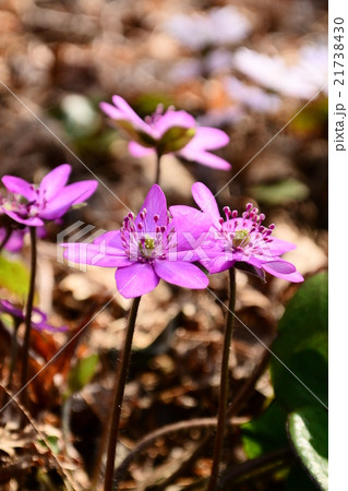 野草 野草 21738430