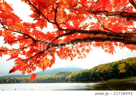 北八ヶ岳・雨池の紅葉 21738443