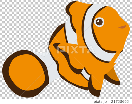 Clown anemonefish 21738663