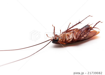 Dead cockroaches on white background 21739082