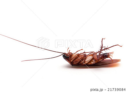 Dead cockroaches on white background 21739084