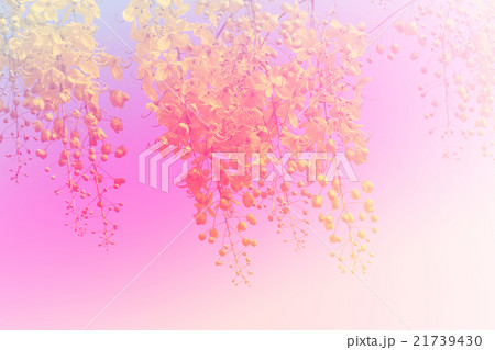 Golden shower tree colorful made with color filter Golden shower tree colorful made with color filter 21739430