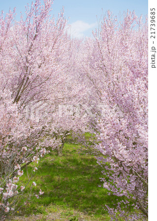 桜 桜 21739685