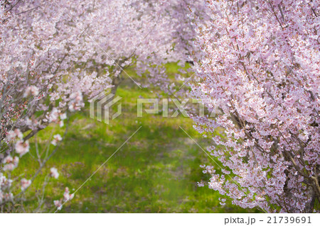 桜 桜 21739691