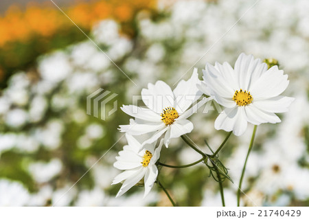 花 フラワー お花 21740429