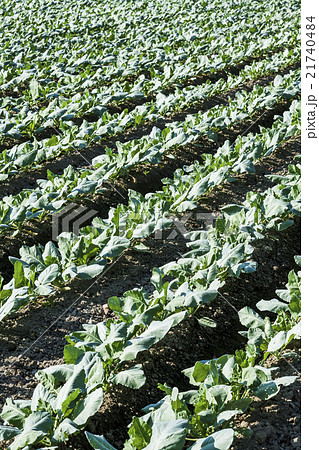 圃場 野菜 ベジタブル 21740484