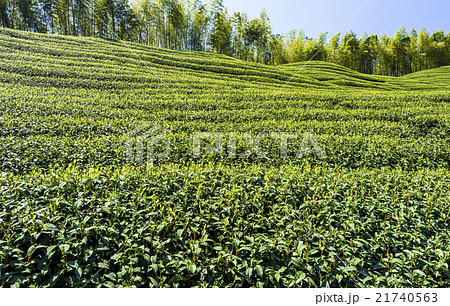 茶畑 紅茶農園 茶園 21740563