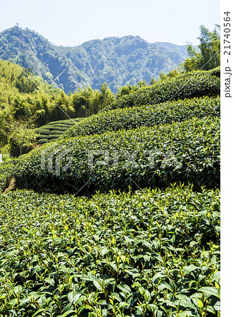 茶畑 紅茶農園 茶園 21740564