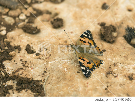 Urticaria Butterfly 21740930