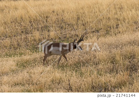 Pronghorn Antelope Buck 21741144