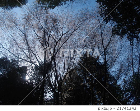 猿投山の山桜 猿投山の山桜 21741242