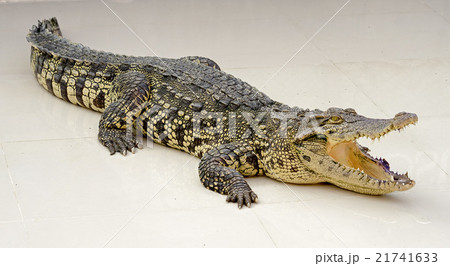 crocodile crocodile 21741633