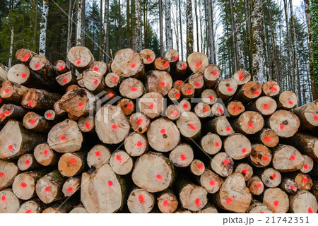 wooden logs in forest wooden logs in forest 21742351