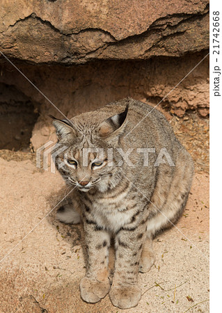 Bobcat 21742668