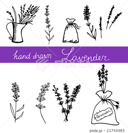 Hand drawn lavander set 21743065