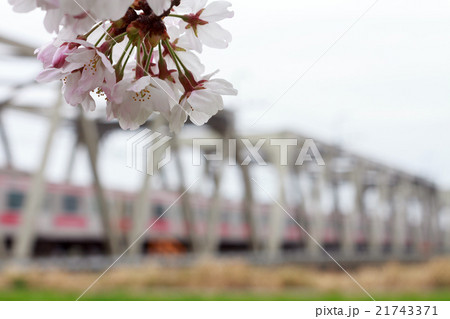 満開の桜と東武東上線入間川橋梁を走る東急東横線車両(相互直通運転) 21743371