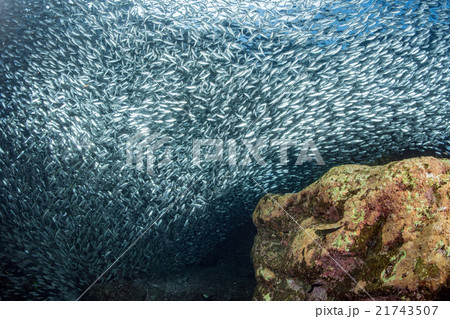 sardine school of fish underwater 21743507