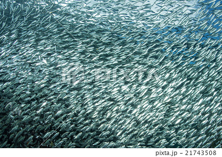 sardine school of fish underwater 21743508