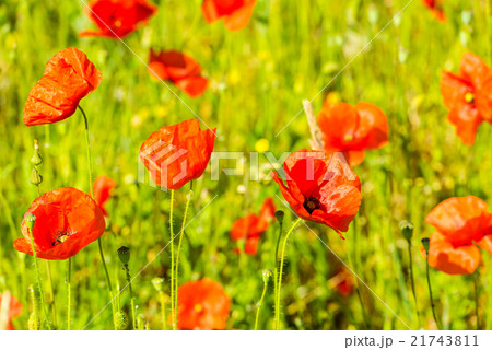 Red poppies in a summer meadow on sunny day Red poppies in a summer meadow on sunny day 21743811
