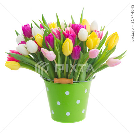 bouquet of  pink, purple and white  tulips 21744045
