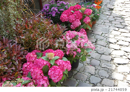 フランスの紫陽花の写真素材