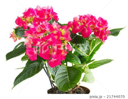pink  hortensia flowers pink  hortensia flowers 21744070