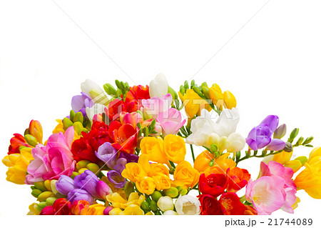 Fresh freesia flowers 21744089