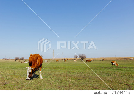 Cows on green meadow 21744417