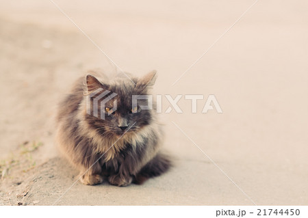 Portrait of cat looking at camera 21744450