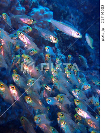 沖縄 座間味島の珊瑚礁に群れる大量の透明な小魚の写真素材