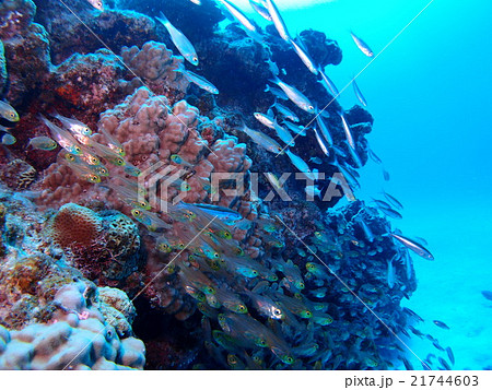 沖縄 座間味島の珊瑚礁に群れる大量の透明な小魚の写真素材