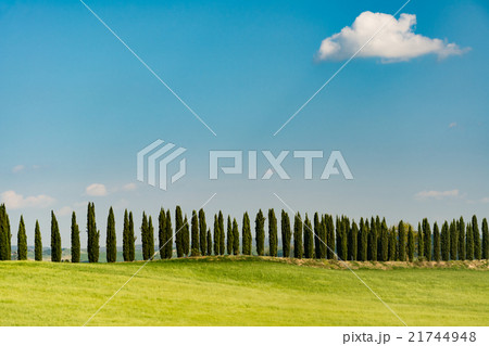A row of cypress with a field of green wheat A row of cypress with a field of green wheat 21744948