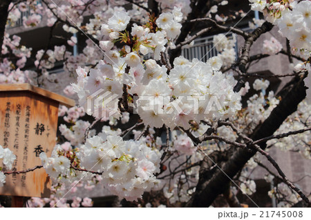 大阪造幣局の静香桜 21745008