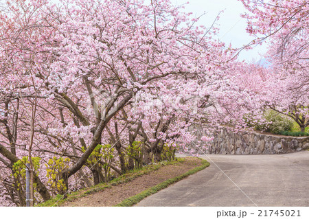 八百萬神之御殿の桜　徳島県美馬市 21745021