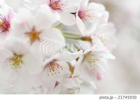 春、桜の花 春、桜の花 21745030