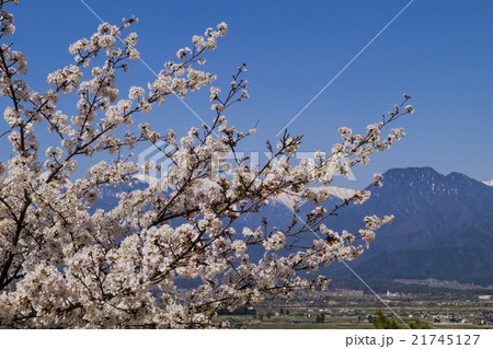 信州 安曇野 池田町 あづみの池田クラフトパークの桜の写真素材