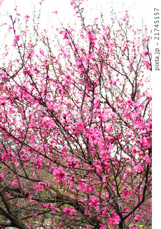 キクモモの花 21745157