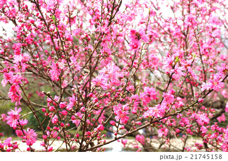 キクモモの花 キクモモの花 21745158