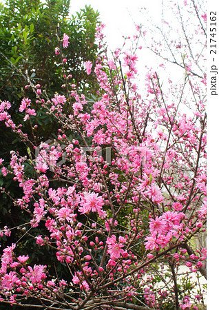 キクモモの花 21745162