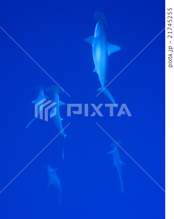 ハンマーヘッドシャークの群れ 21745255