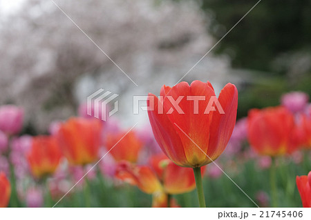 チューリップと桜 21745406