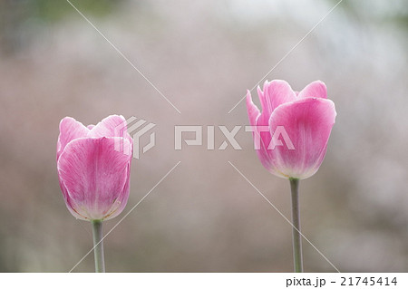 チューリップと桜 21745414