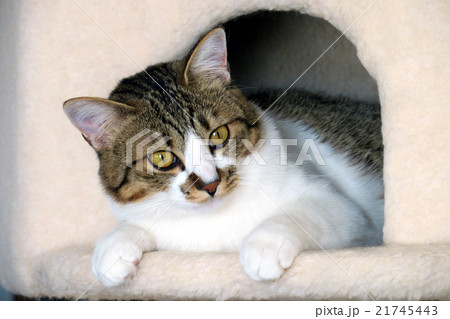 キャットハウスから顔を出す猫 21745443