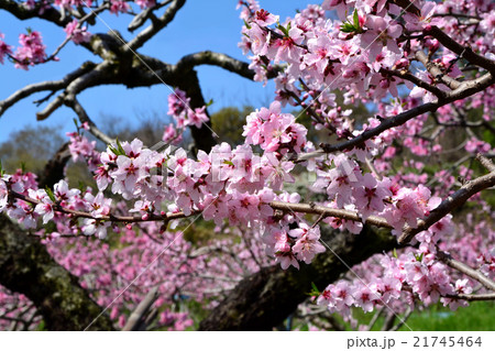 桃の花 桃の花 21745464