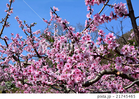 桃の花 桃の花 21745465