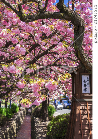八重桜の白井宿(縦) 八重桜の白井宿(縦) 21745521