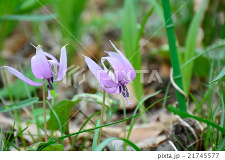 カタクリの花 カタクリの花 21745577