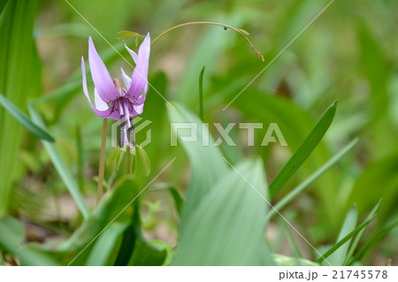 カタクリの花 21745578