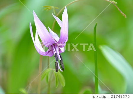 カタクリの花 カタクリの花 21745579
