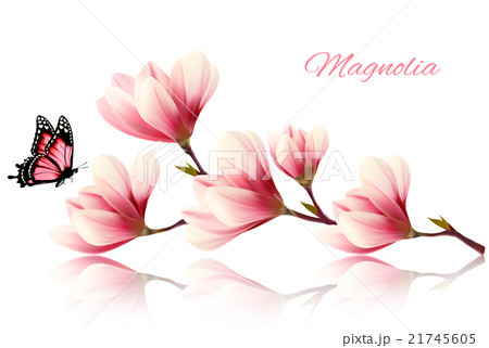 Beautiful Magnolia Branch With A Butterfly のイラスト素材